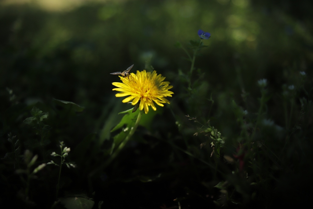 野の花 ①
