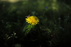 野の花 ①