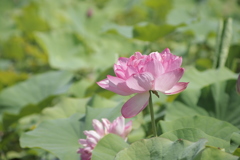 蓮 ⑥