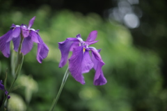 花菖蒲 ⑥