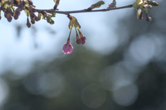 河津桜の咲き始め