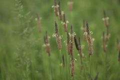 野の花「ヘラオオバコ」