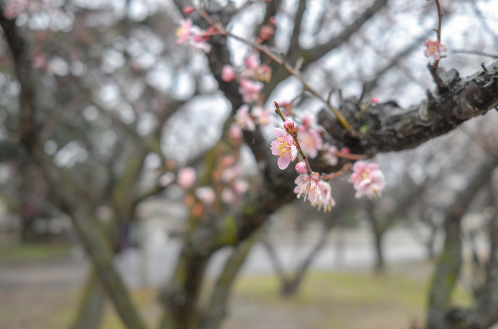 公園の梅　No.6