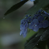 紫陽花 ①