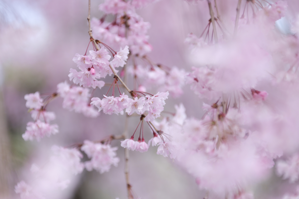 枝垂れ桜 ④