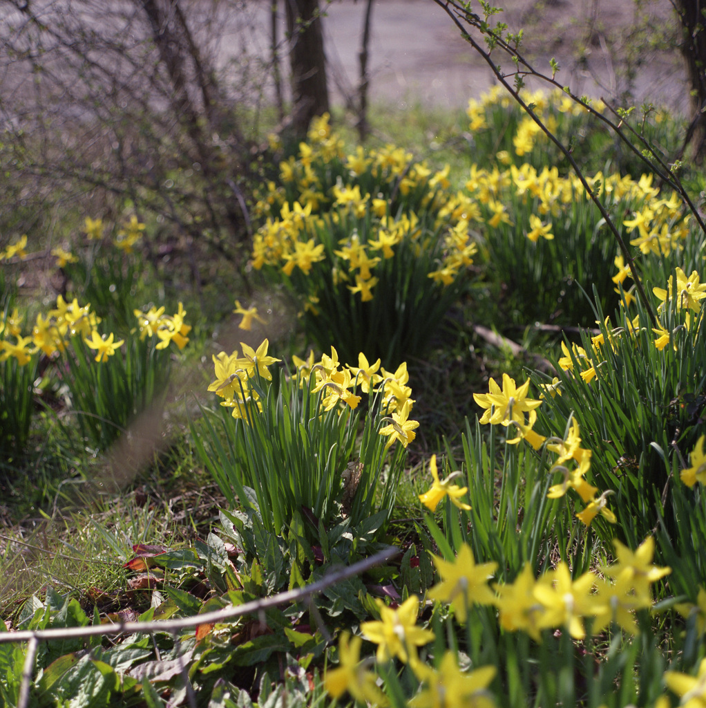 花　水仙　富山