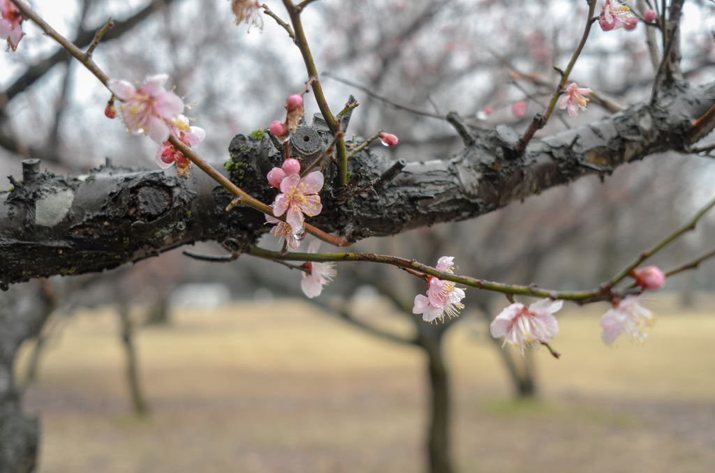 公園の梅　No.5