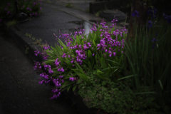 街路樹の下「紫蘭」