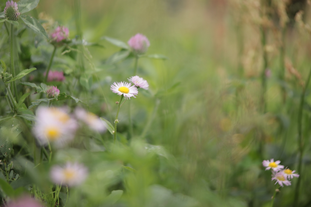 野の花「ハルジオン」