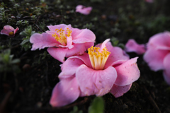 儚き花②