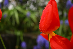 雨に咲く花 ②