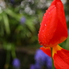 雨に咲く花 ②