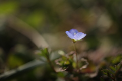 春うらら ③