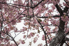 河津桜とメジロ