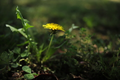 野の花 ②
