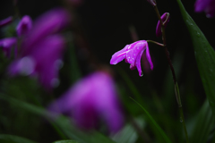 雨の日の紫蘭 ①