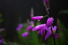 雨の日の紫蘭 ④