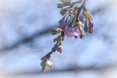 河津桜の咲き始め