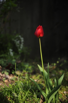 花一輪