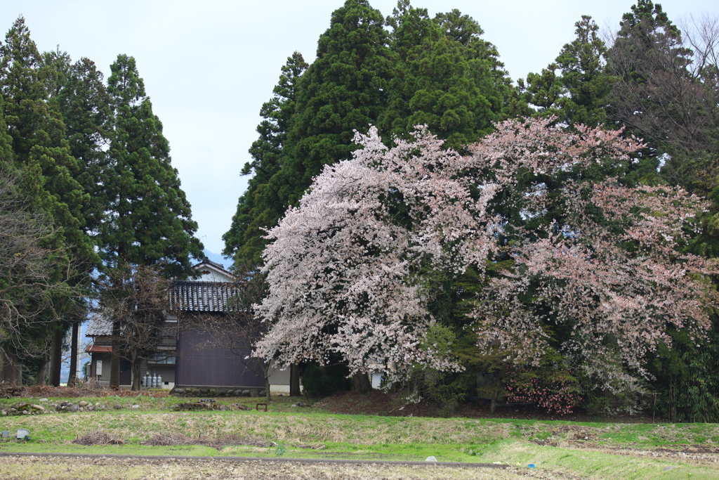 農家の大きな桜