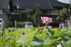 蓮 ⑤