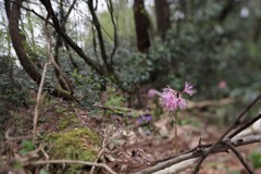 ショウジョウバカマ ④