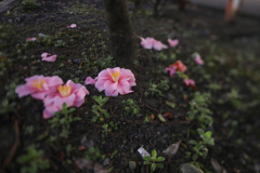 儚き花③