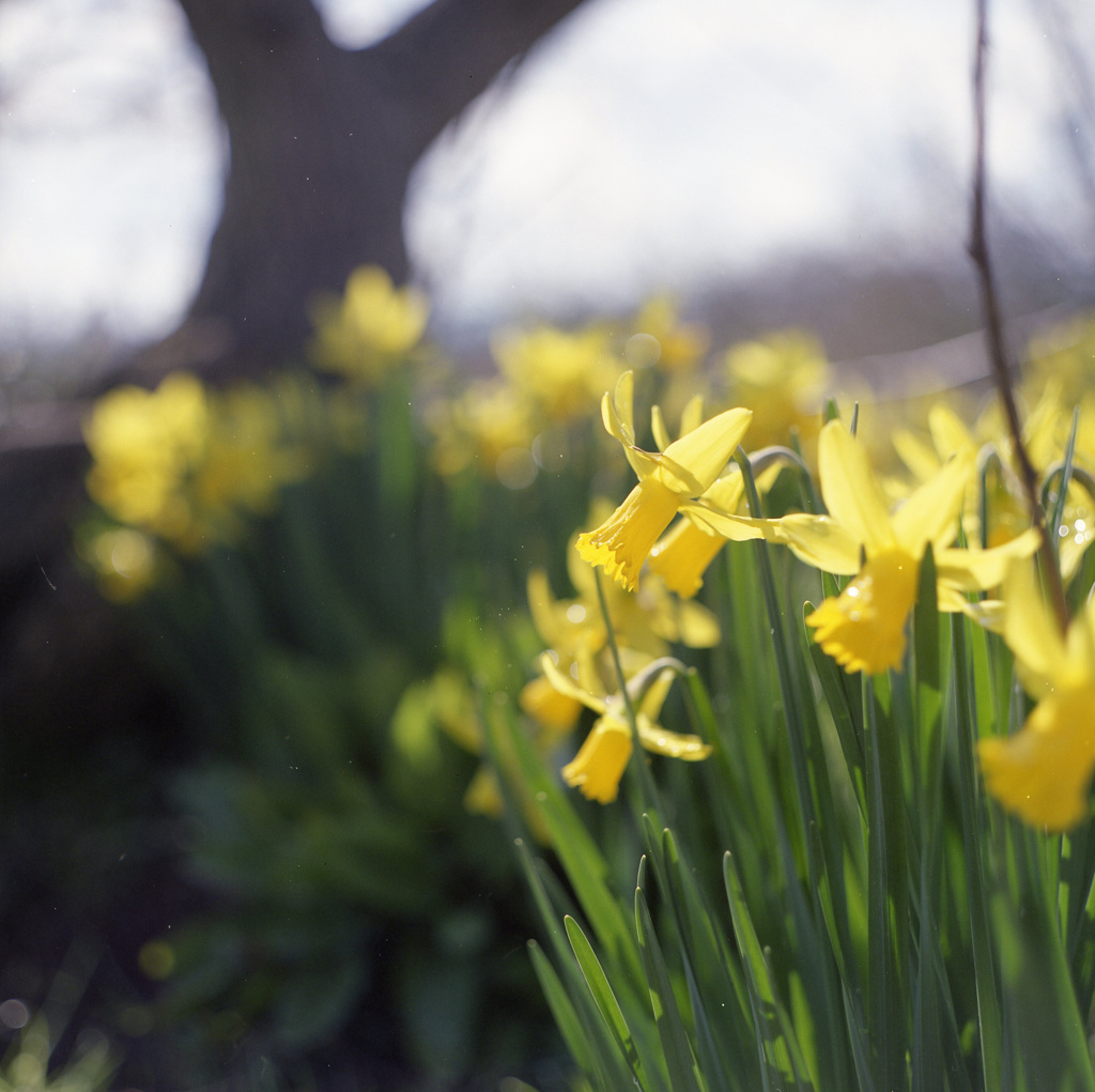 花　水仙　富山
