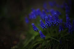庭に咲く③