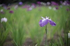 花菖蒲 ⑧