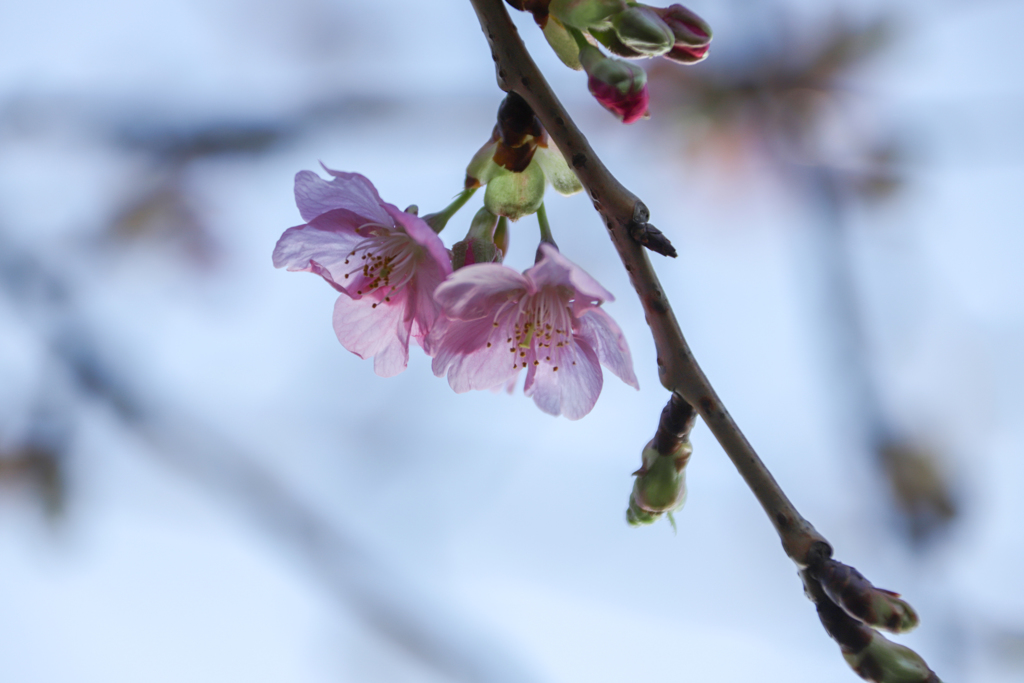 咲き始めた河津桜