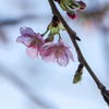 咲き始めた河津桜