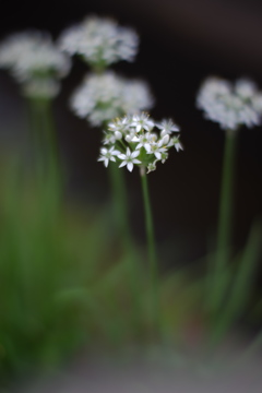 ニラの花