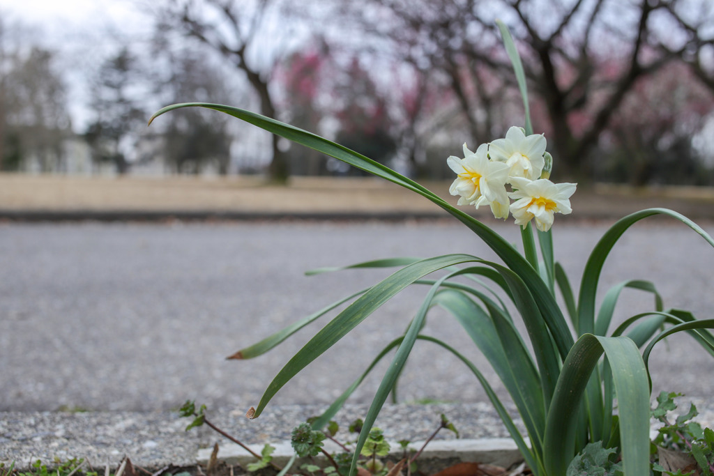 雪中花