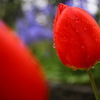雨に咲く花 ③