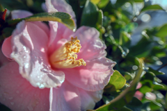 儚き花①