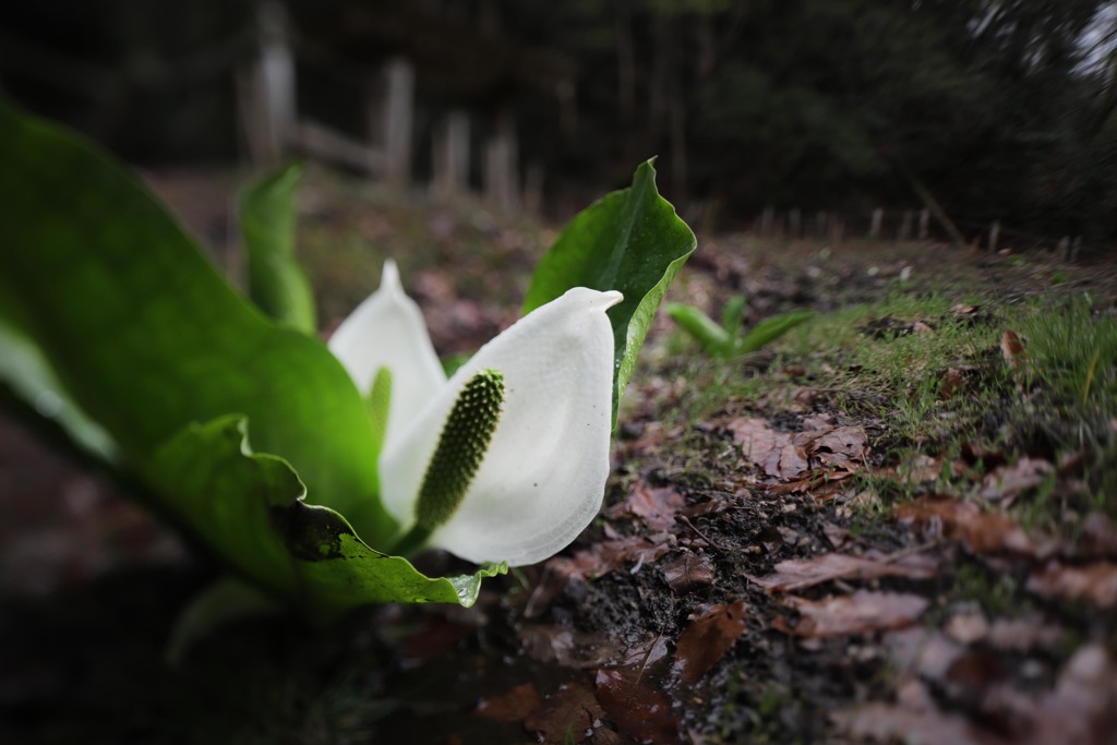 水芭蕉 ②