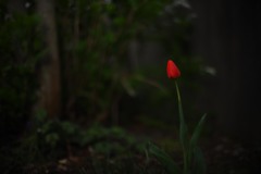 庭に咲く ①