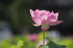 蓮 ④