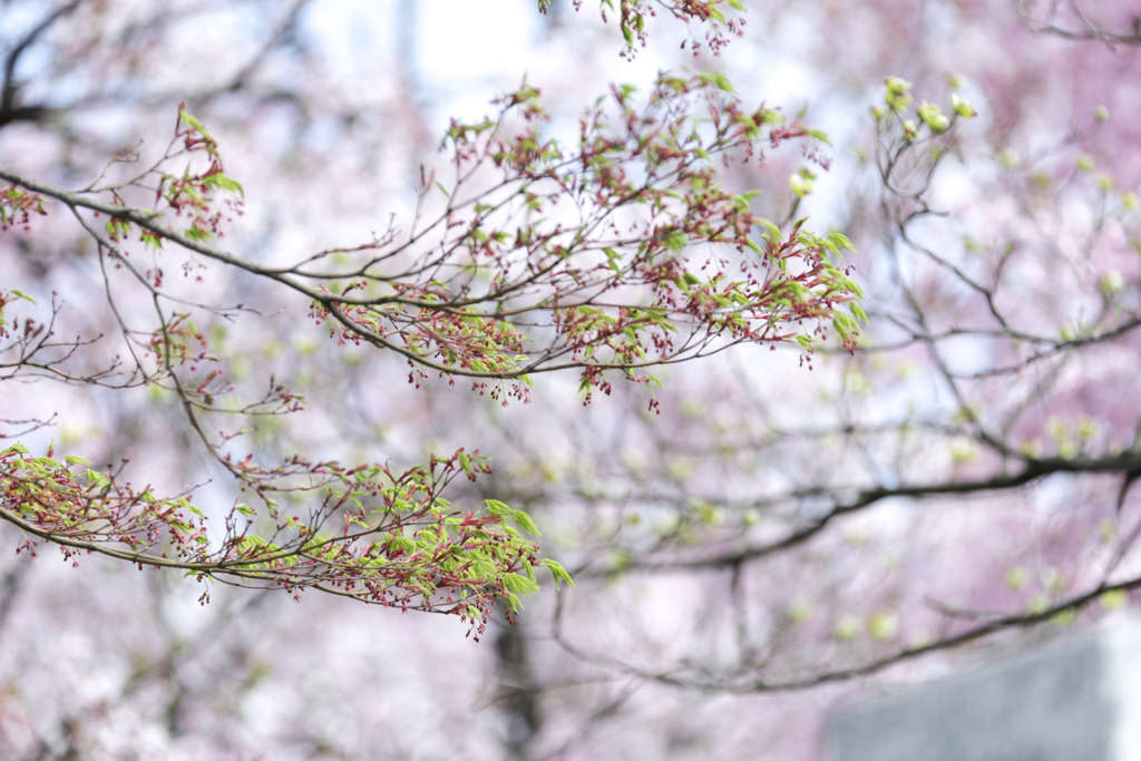 枝垂れ桜 ⑤（背景）