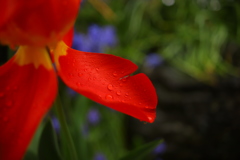 雨に咲く花 ①