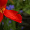 雨に咲く花 ①