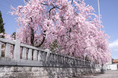 枝垂れ桜 ①