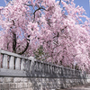 枝垂れ桜 ①