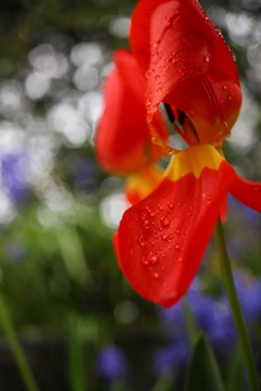 IMG_8440雨に咲く花 ④