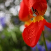 IMG_8440雨に咲く花 ④