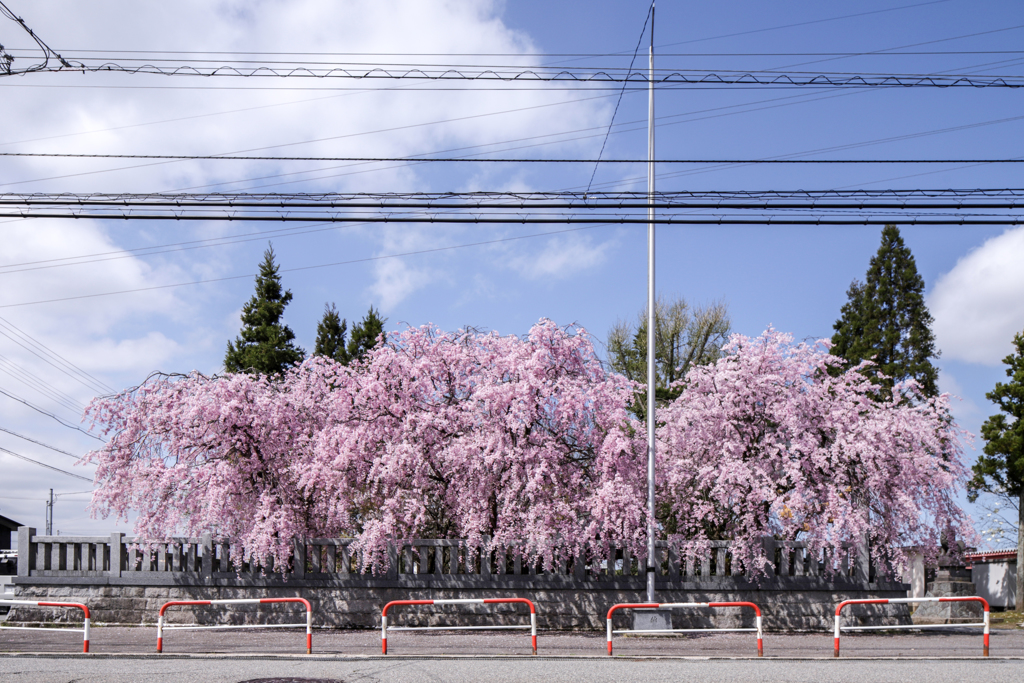 枝垂れ桜 ②