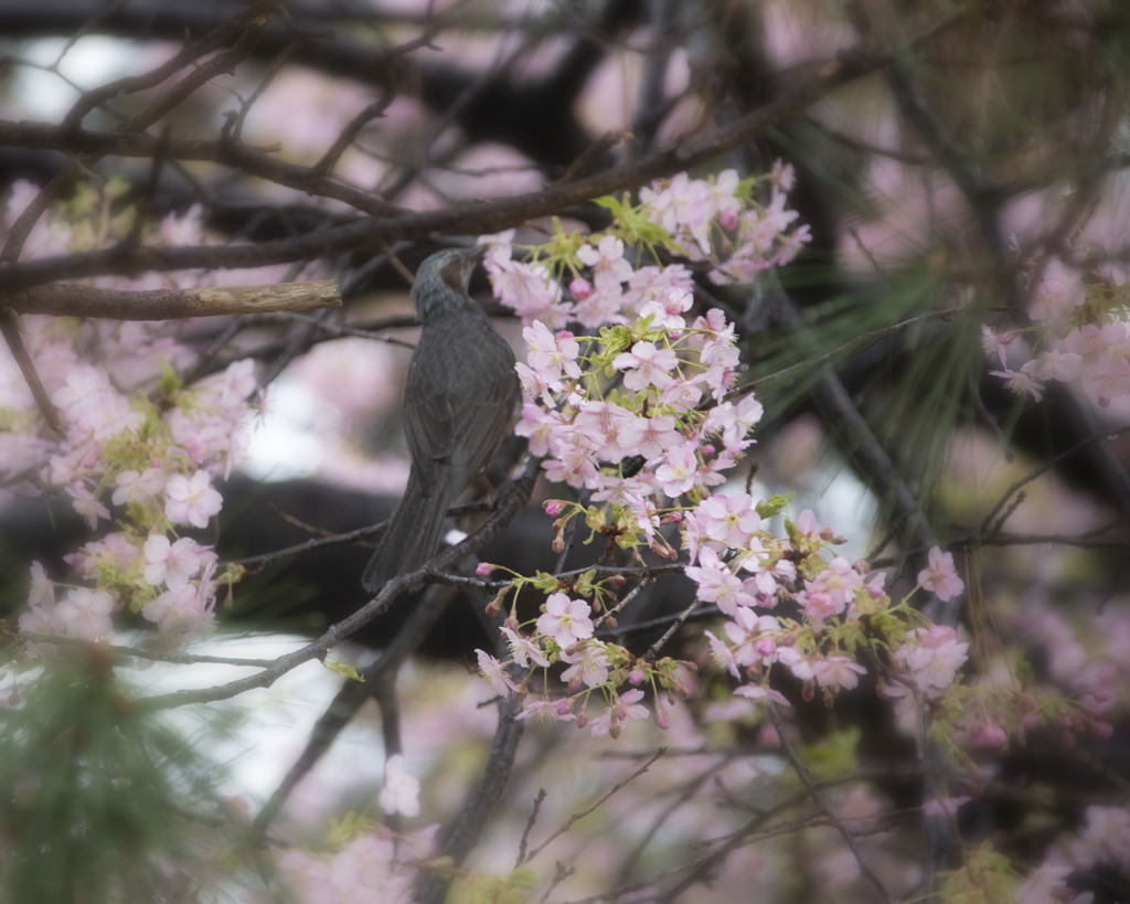 河津桜とヒヨドリ