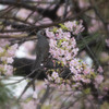 河津桜とヒヨドリ