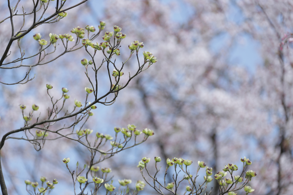 枝垂れ桜 ⑥（背景）